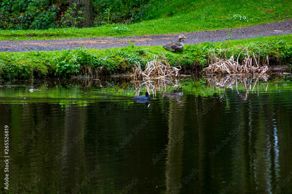 Ducks geese and water hens on local ponds in the north Shropshire area Ducks geese and water hens on local ponds in the north Shropshire area