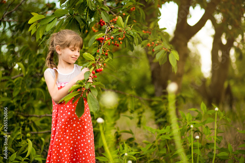 happy little girl play near cherry tree in summer garden. Kid picking cherry on fruit farm. Child pick cherries in summer orchard. © Svetlana