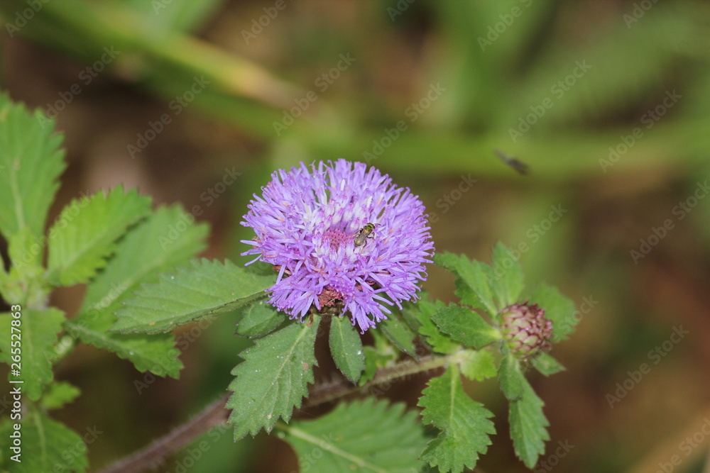 beautiful wild flowers in southern Brazil beautiful wild flowers in southern Brazil