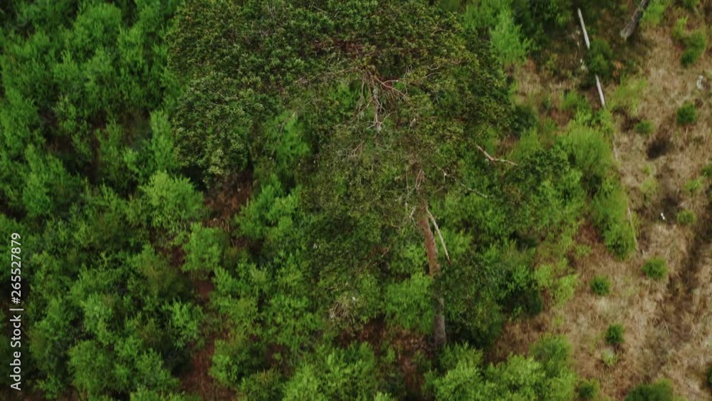 Swedish forest Swedish forest