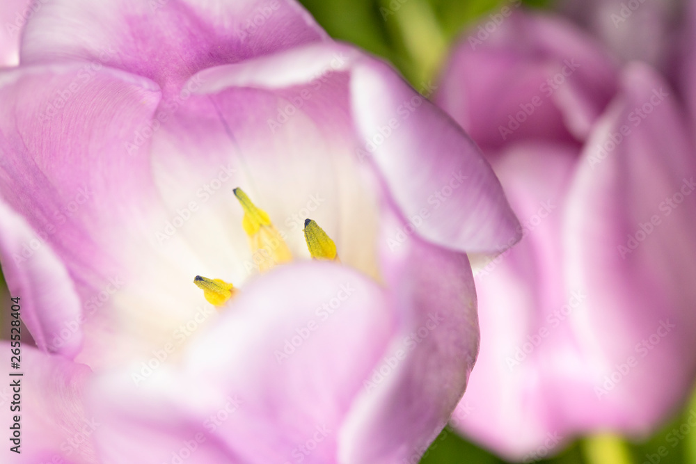 Beautiful Pink Tulip Macrophotography Background Close Up