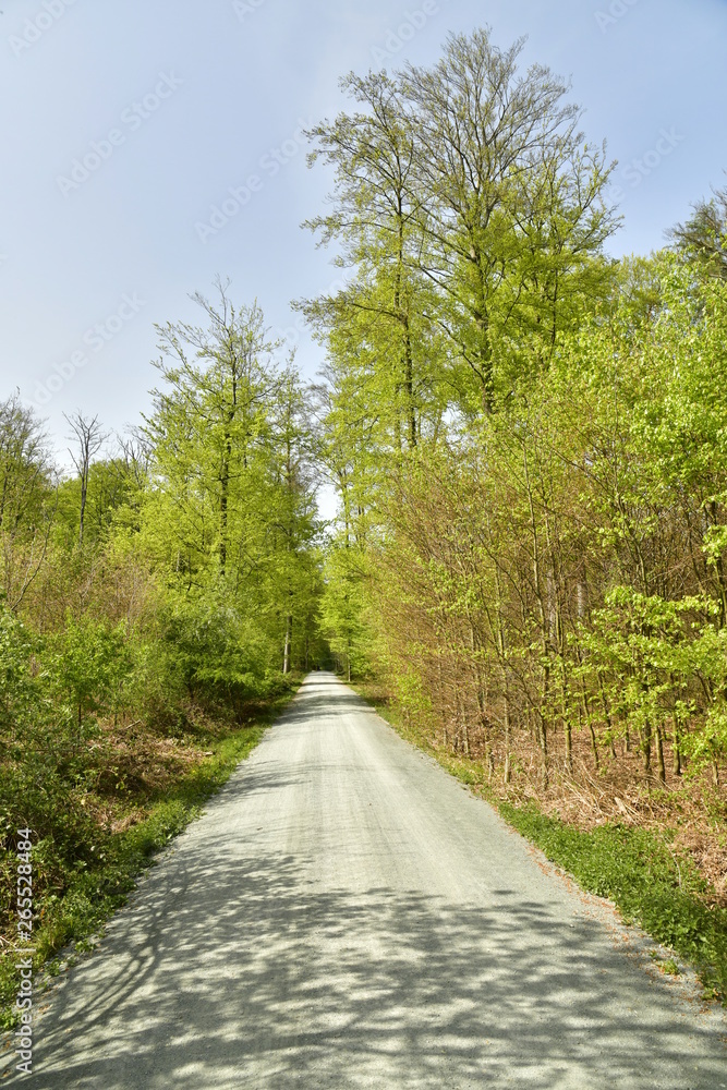 L'ombre d'un arbre sur une route dégagée au bois des Capucins à Tervuren