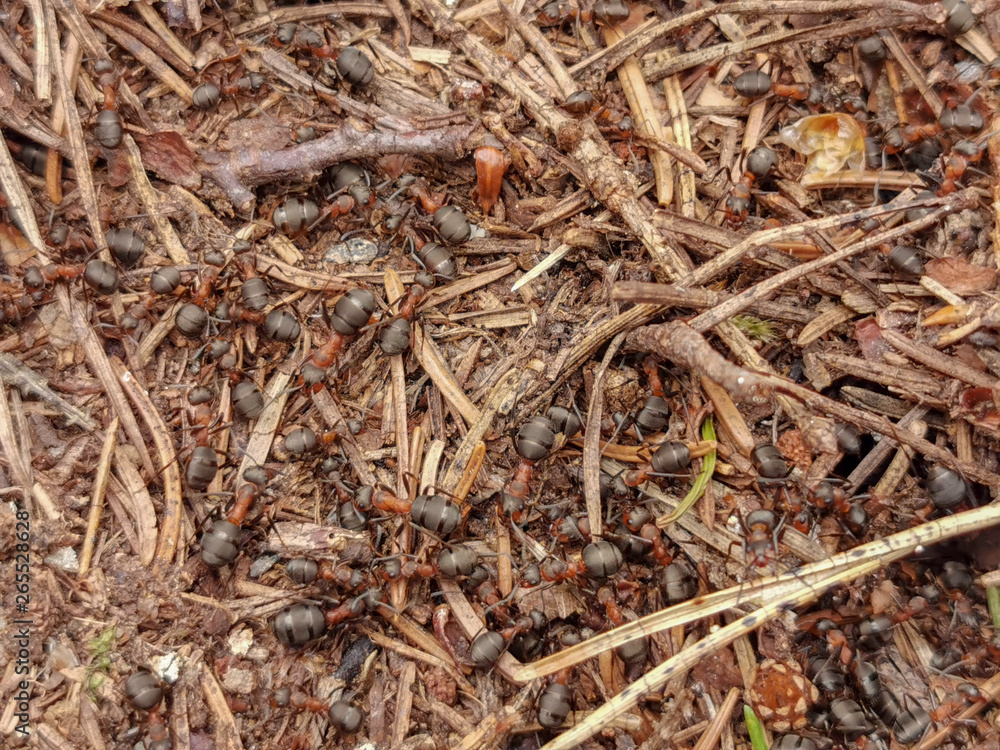 Ant nest in a spring forest. Turku, Finland May 1. 2019. Ant nest in a spring forest. Turku, Finland May 1. 2019.