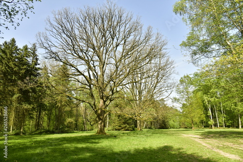 L arbre majestueux sans feuille au milieu d une clairi  re    l arboretum de Tervuren