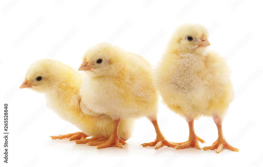 Obraz premium Three small chickens.