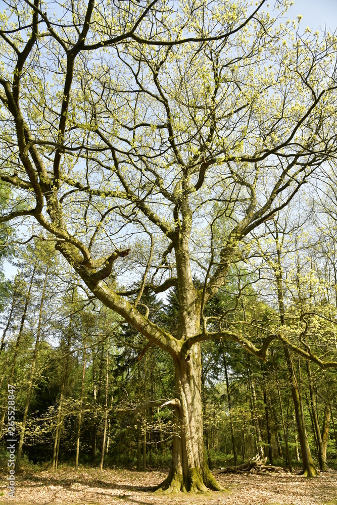 Spécimen en cours de floraison à l'arboretum de Tervuren Spécimen en cours de floraison à l'arboretum de Tervuren