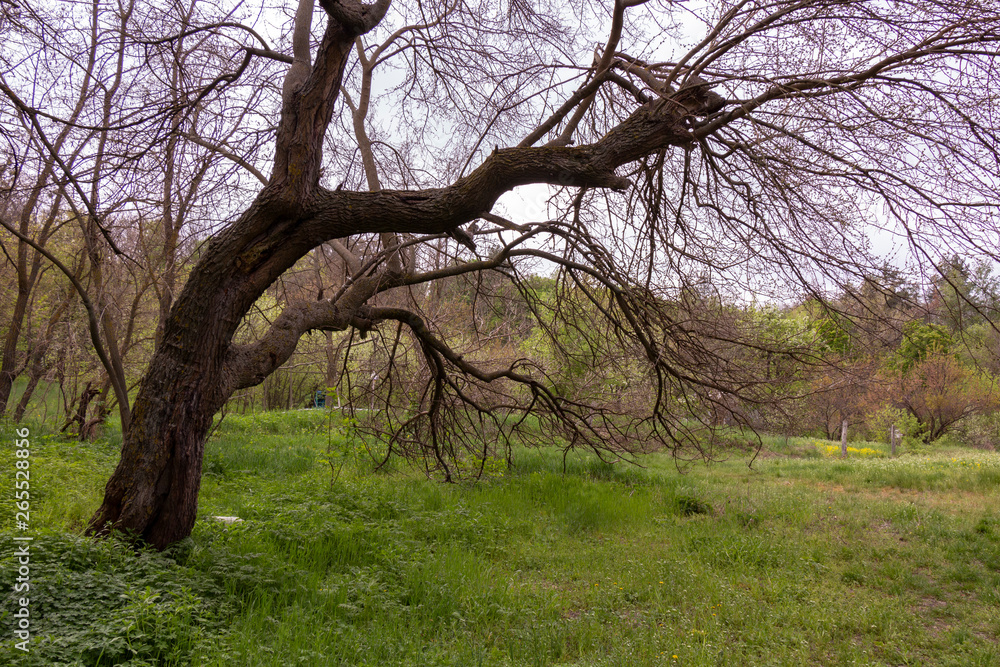 mulberry, spring