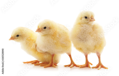 Three small chickens.