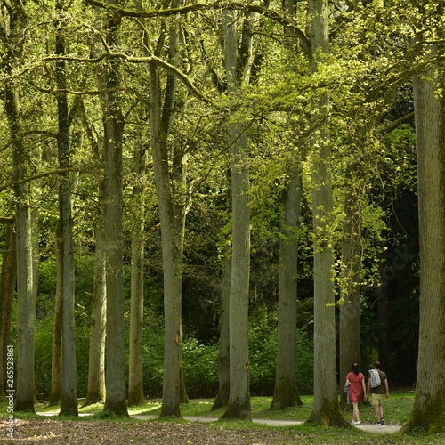 Promenade entre deux rang  es de h  tres majestueux    l arboretum de Tervuren