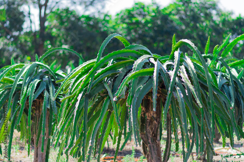 Dragon fruit tree at farm