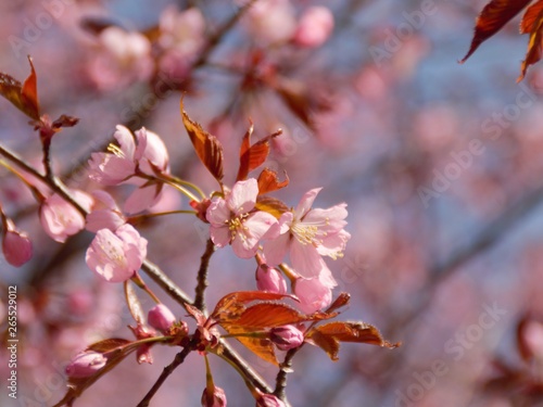 Cherry Blossoms
