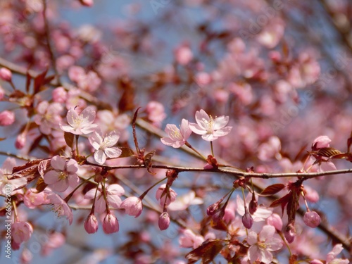 Cherry Blossoms