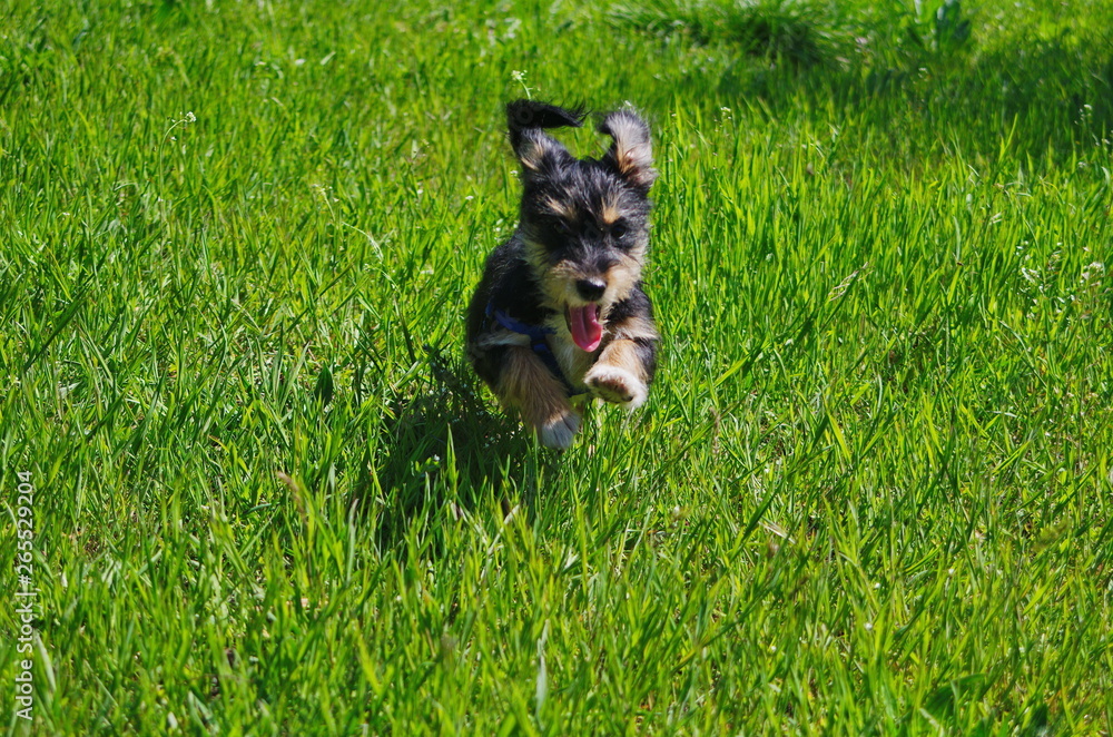 little dog enjoy running on the green field