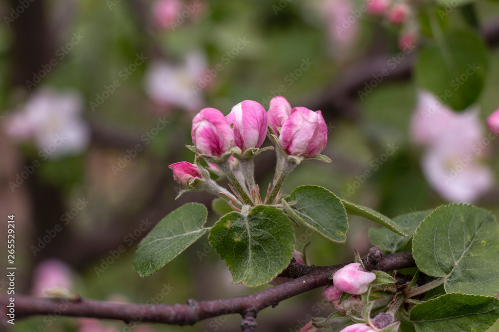 Buds of apple flowers