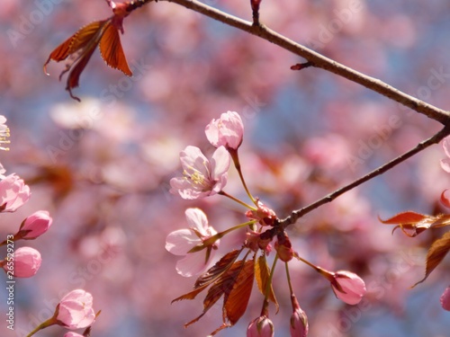 Cherry Blossoms