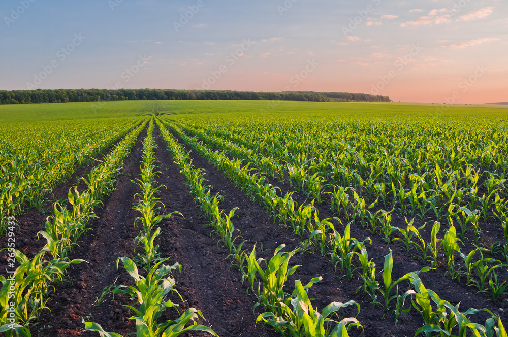 Rows of young corn shoots on a cornfield - obrazy, fototapety, plakaty 
