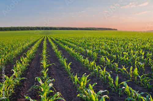 Rows of young corn shoots on a cornfield