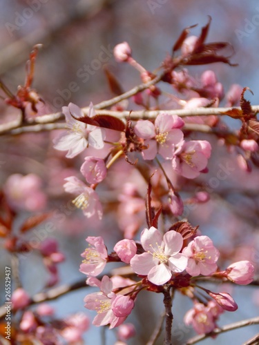 Cherry Blossoms