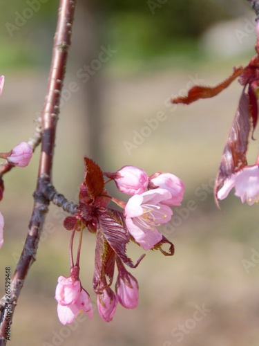 Cherry Blossoms