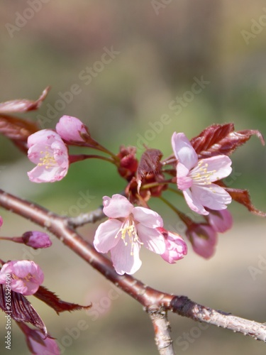 Cherry Blossoms