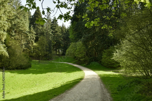 Chemin traversant une clairière dans la zone de conifères à l'arboretum de Tervuren