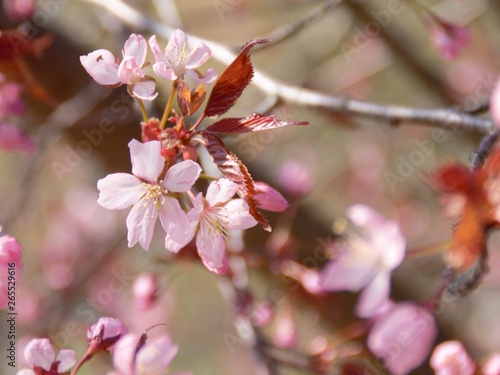 Cherry Blossoms