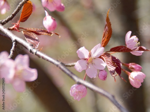 Cherry Blossoms