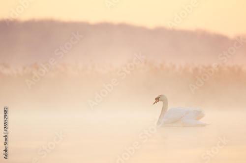 Fototapeta Naklejka Na Ścianę i Meble -  Mute swan in morning fog