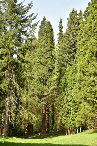 Fototapeta Naklejka Na Ścianę i Meble -  Les séquoias géants de l'arboretum de Tervuren 