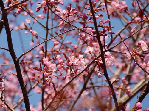 Cherry Blossoms