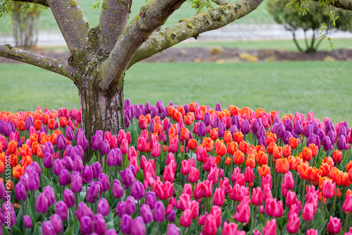 Tulips blooming in a field in Mount Vernon, Washington in the Skagit Valley photo