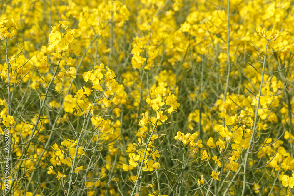 Field of canola with yellow flowers in Brittany