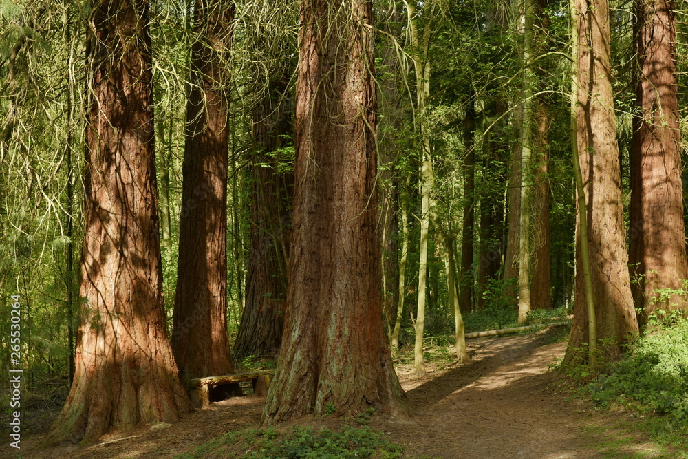 Chemin entre les troncs majestueux des séquoias géants à l'arboretum de Tervuren Chemin entre les troncs majestueux des séquoias géants à l'arboretum de Tervuren