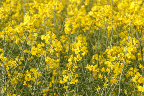 Field of canola with yellow flowers in Brittany