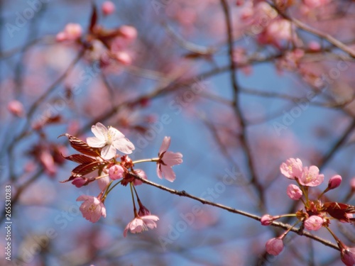 Cherry Blossoms