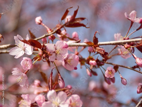 Cherry Blossoms