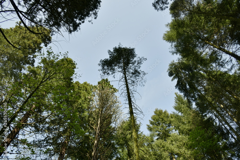 Conifère au tronc haut et fin à l'arboretum de Tervuren