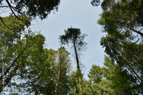 Conif  re au tronc haut et fin    l arboretum de Tervuren