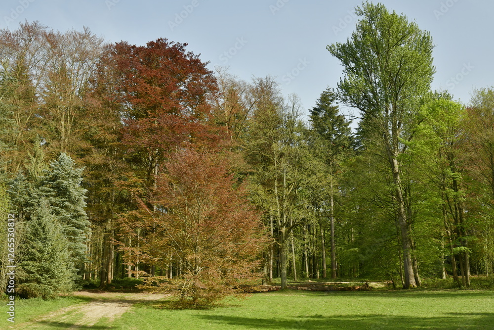 Les arbres au feuillages pourpre contrastant avec le vert des autres specimens à l'arboretum de Tervuren