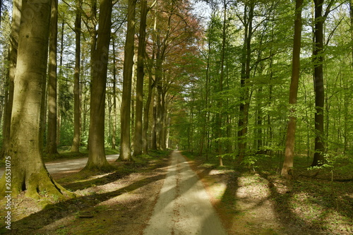 Chemin secondaire r  serv   aux cyclistes longeant la route principale du bois des Capucins    Tervuren