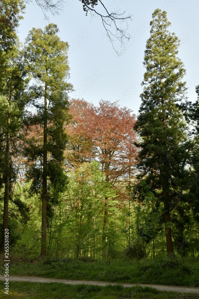 Conifères contrastant avec le feuillage pourpre des feuillus au bois des Capucins à Tervuren Conifères contrastant avec le feuillage pourpre des feuillus au bois des Capucins à Tervuren