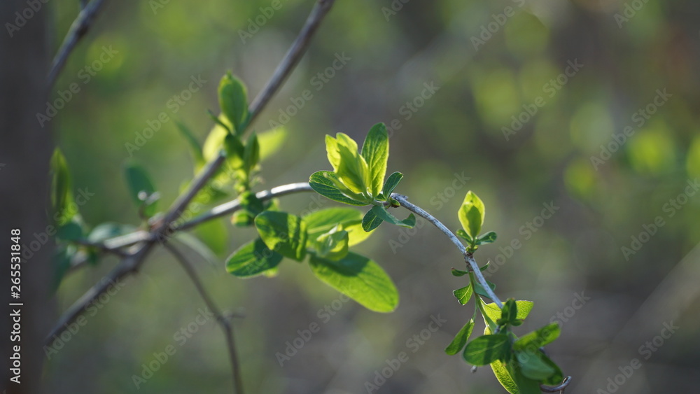 branch with green leaves