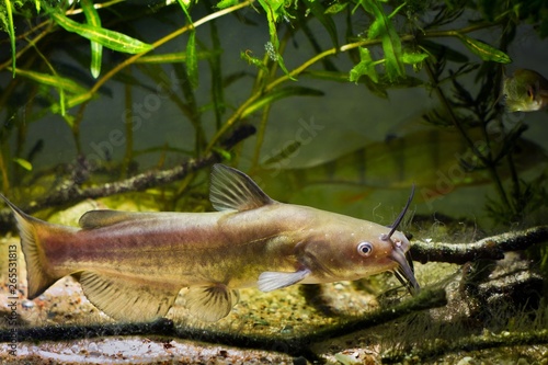 voracious freshwater predator Channel catfish, Ictalurus punctatus in European cold-water river biotope aquarium, underwater nature exploration