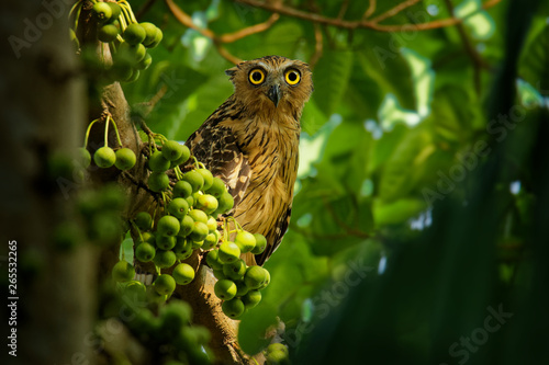 Photography Buffy Fish Owl - Ketupa ketupu known as the Malay fish owl, is a species of owl