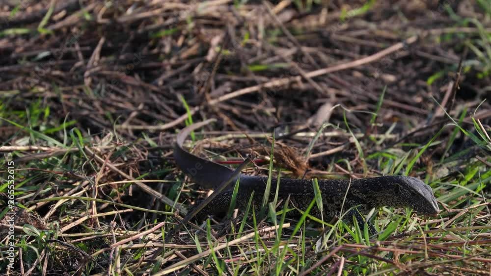 Monitor Lizard walking through grass along Chobe River in Botswana Monitor Lizard walking through grass along Chobe River in Botswana