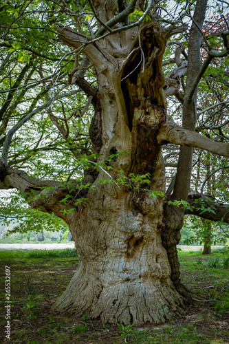 Large old knarly tree 2 photo
