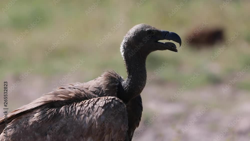 Cape Vulture in Chobe NP in Botswana close up Cape Vulture in Chobe NP in Botswana close up