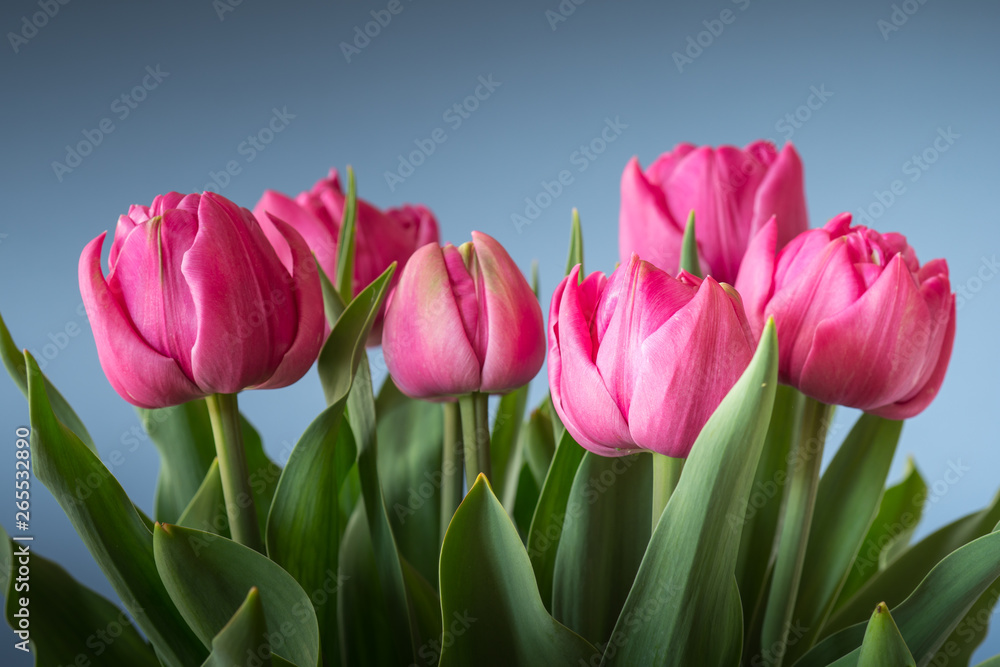 Fototapeta premium pink tulips on blue background