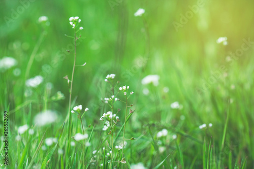 flowers with green grass