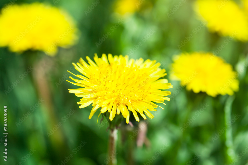 yellow flowers and green grass yellow flowers and green grass